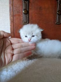 Yuki 10.jpg