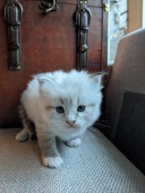 Yuki 11.jpg