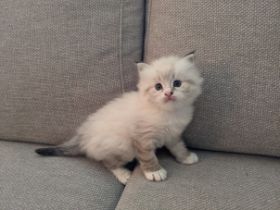 Yuki 13.jpg